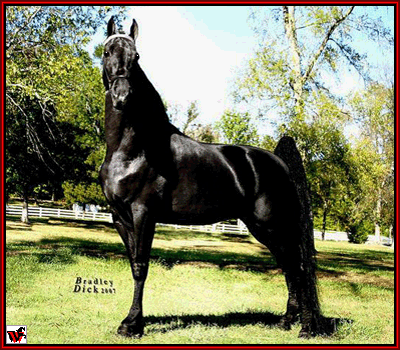 2008 WGCh Santana's El Ni�o - photo by Bradley Dick